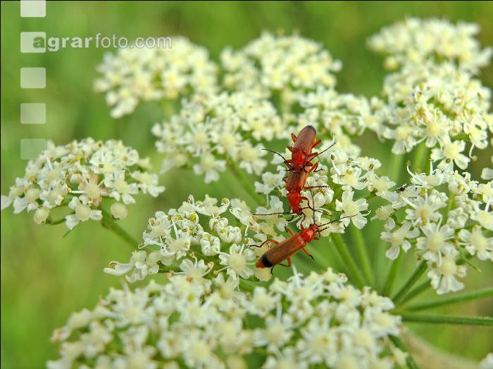 Roter Weichkäfer 1
