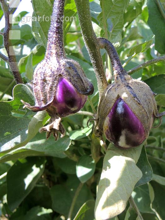 Aubergine 5