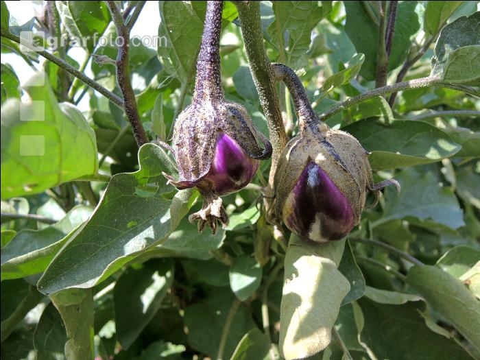 Aubergine 4