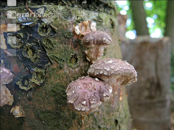 Shiitakepilz 10