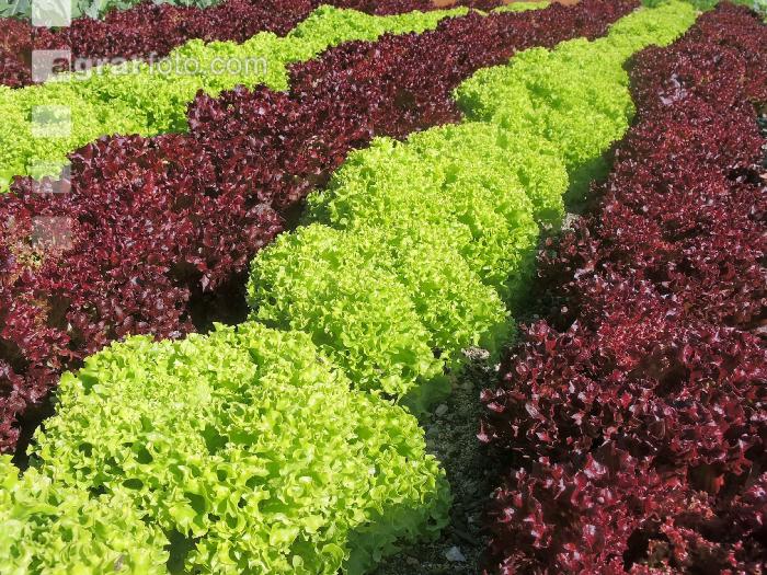 Salatanbau 3