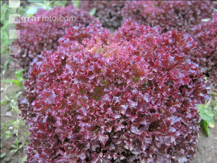 Lollo Rossa 2