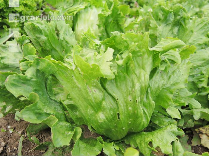 Eissalat 2