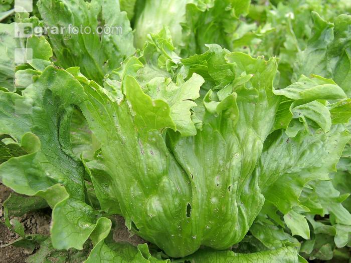 Eissalat 1