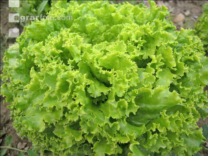 Batavia Salat 2