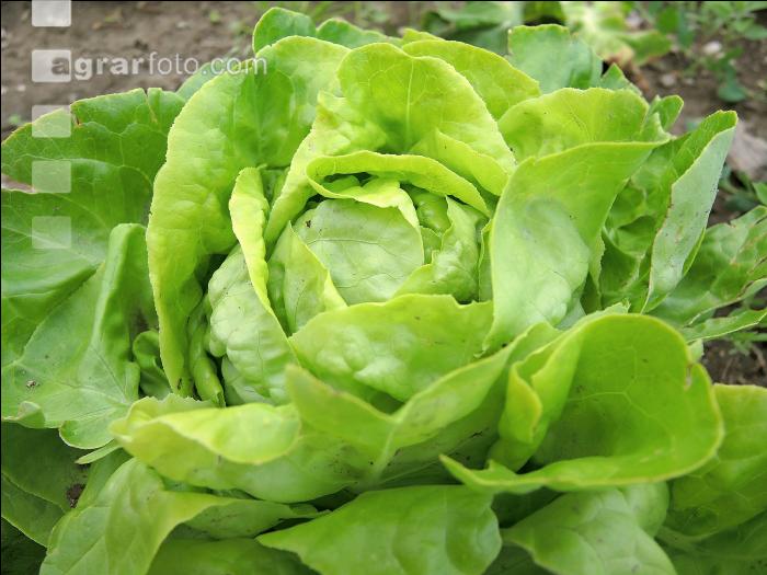 Kopfsalat 5