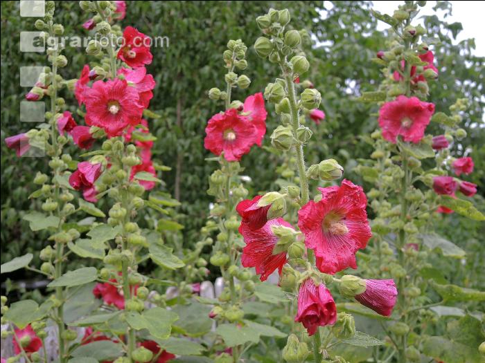 Stockrose 7