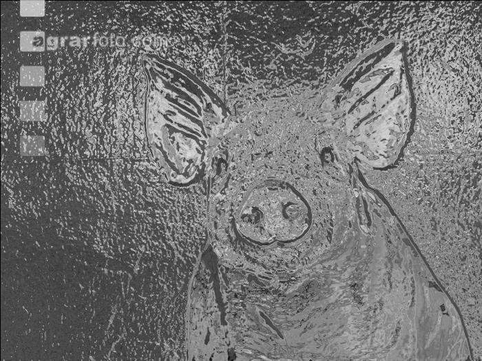 Schwein Portrait