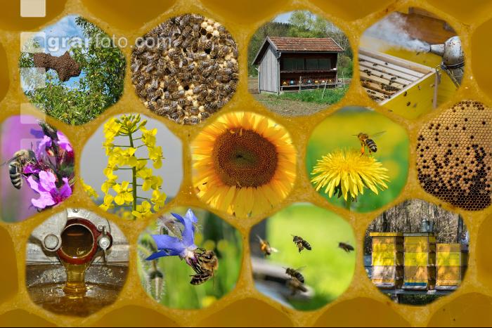 Collage Bienen
