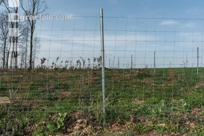 Forstzaun Laubholzaufforstung 2