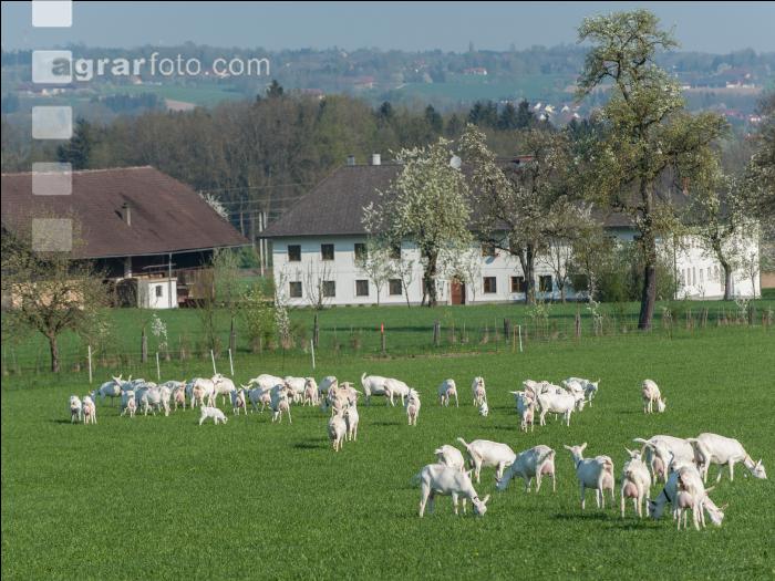 Saaneziege Weide 111