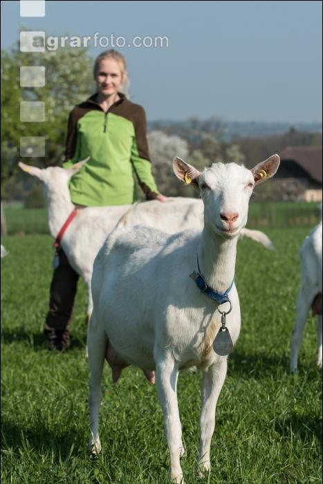 Saaneziege Weide 126