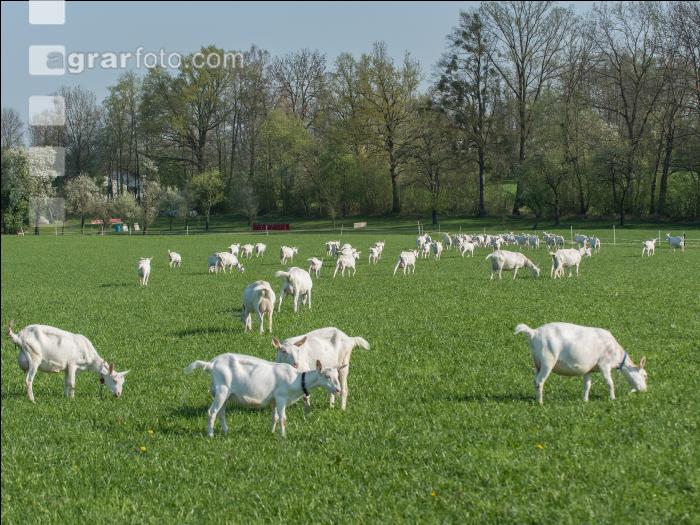 Saaneziege Weide 105