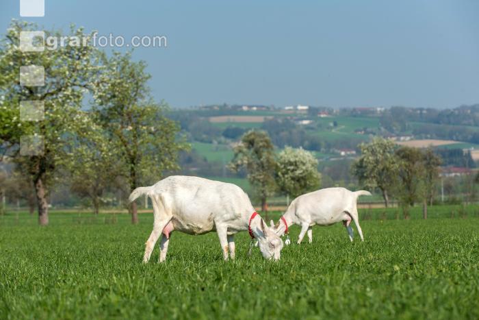 Saaneziege Weide 99