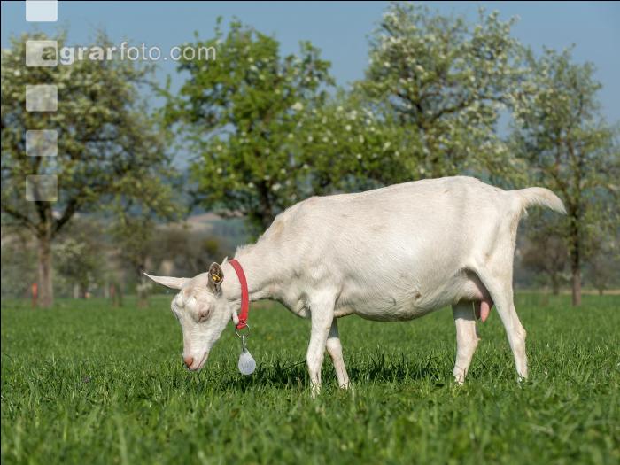Saaneziege Weide 98