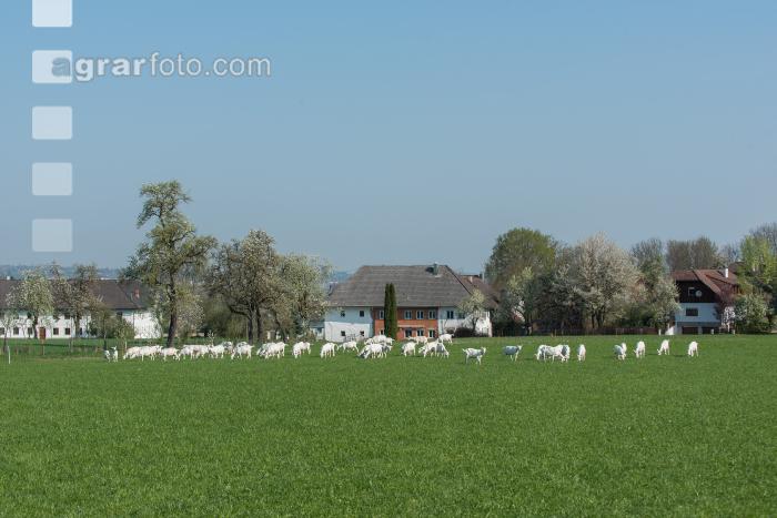 Saaneziege Weide 93