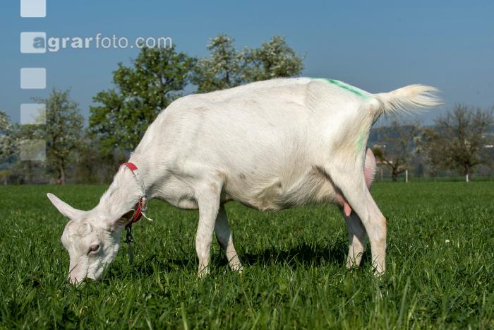Saaneziege Weide 88