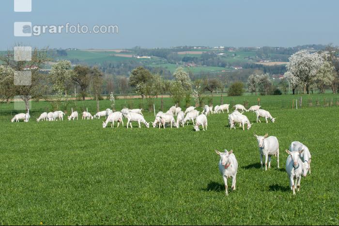 Saaneziege Weide 86