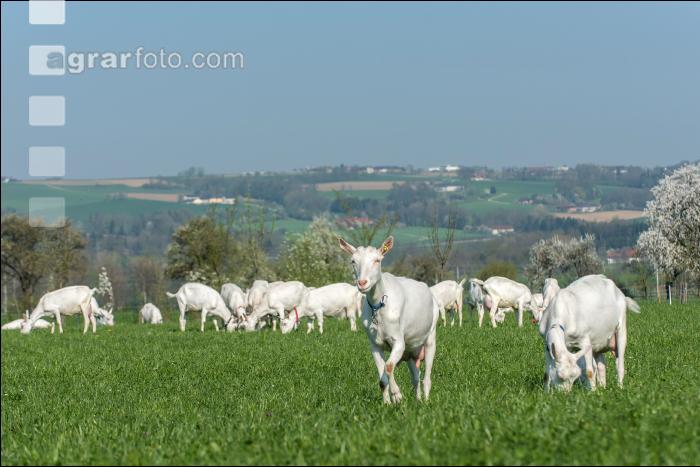 Saaneziege Weide 85