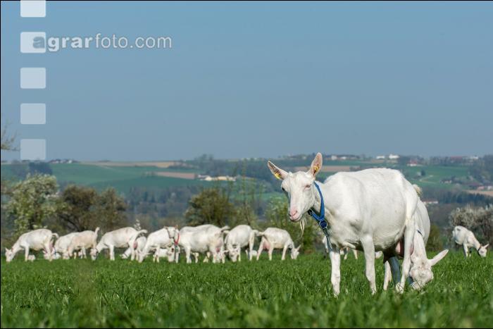 Saaneziege Weide 83