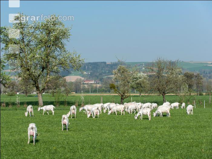 Saaneziege Weide 74