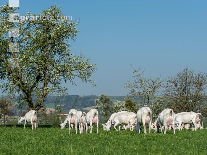 Saaneziege Weide 73