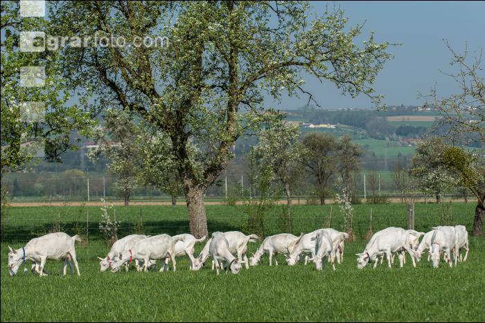Saaneziege Weide 68