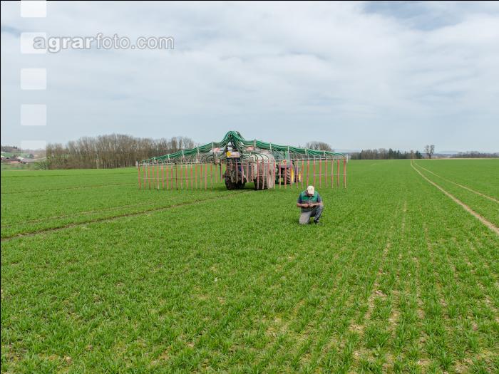 Gülle zu Weizenbestockung 60