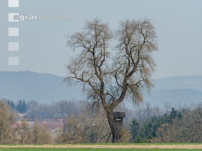 Birnbaum im Vorfrühling