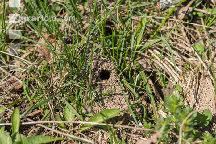 Sandbienen 1