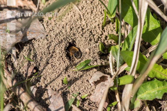 Sandbienen 2