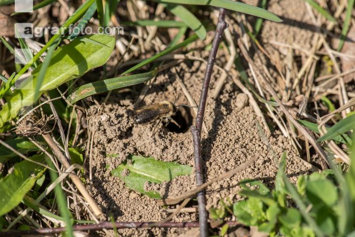 Sandbienen 3