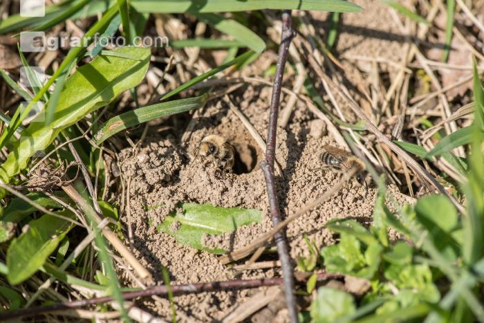 Sandbienen 4
