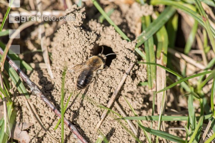 Sandbienen 5