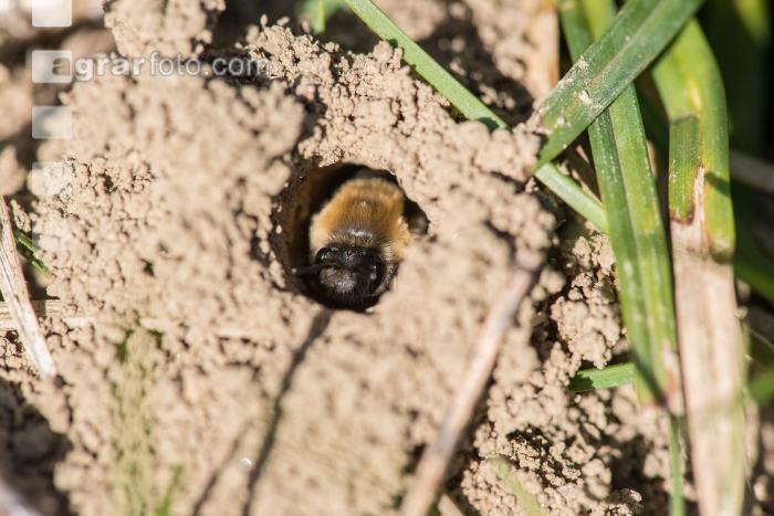Sandbienen 6