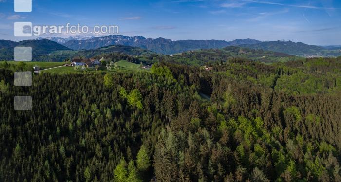 FiBu Mischwald im April 2
