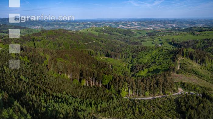 FiBu Mischwald im April 1
