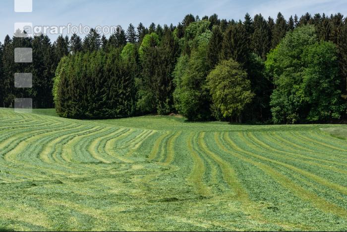 Dauerwiese gemäht