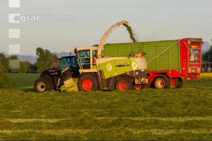 Gras häckseln 62