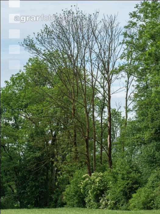 Eschensterben 5