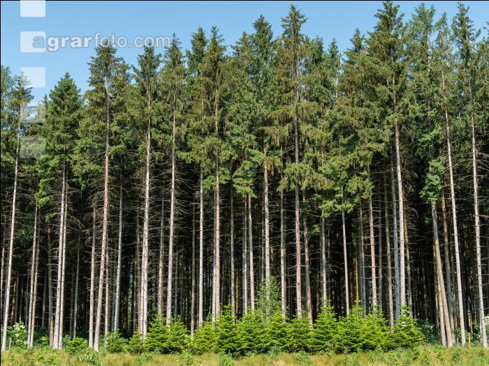 Unkraut spritzen im Forst 5