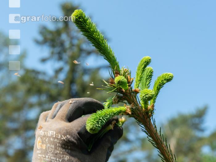 Fichtentriebe ausbrechen 1
