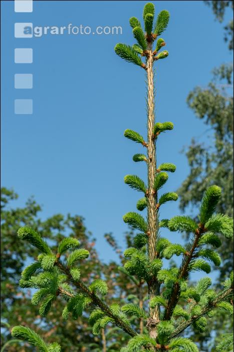 Fichtentriebe ausbrechen 2