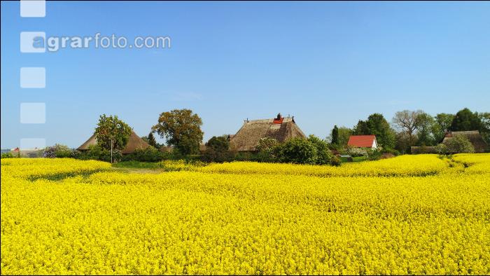 Rapsblüte Norddeutschland