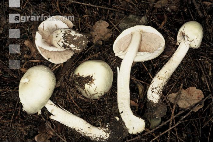 Anischampignon