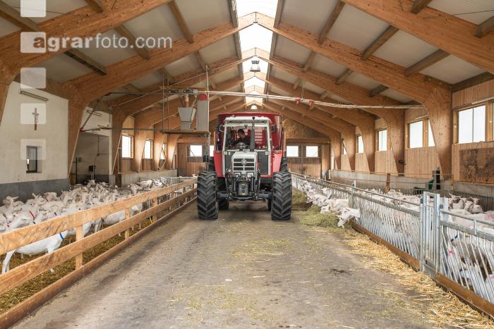 Milchziegen Silage 16