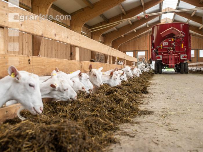 Milchziegen Silage 15