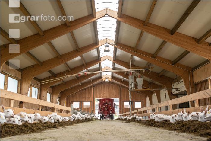 Milchziegen Silage 13