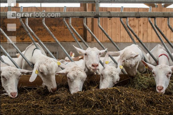 Milchziegen Silage 3