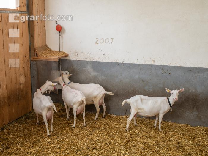 Saanenziege Stall 22